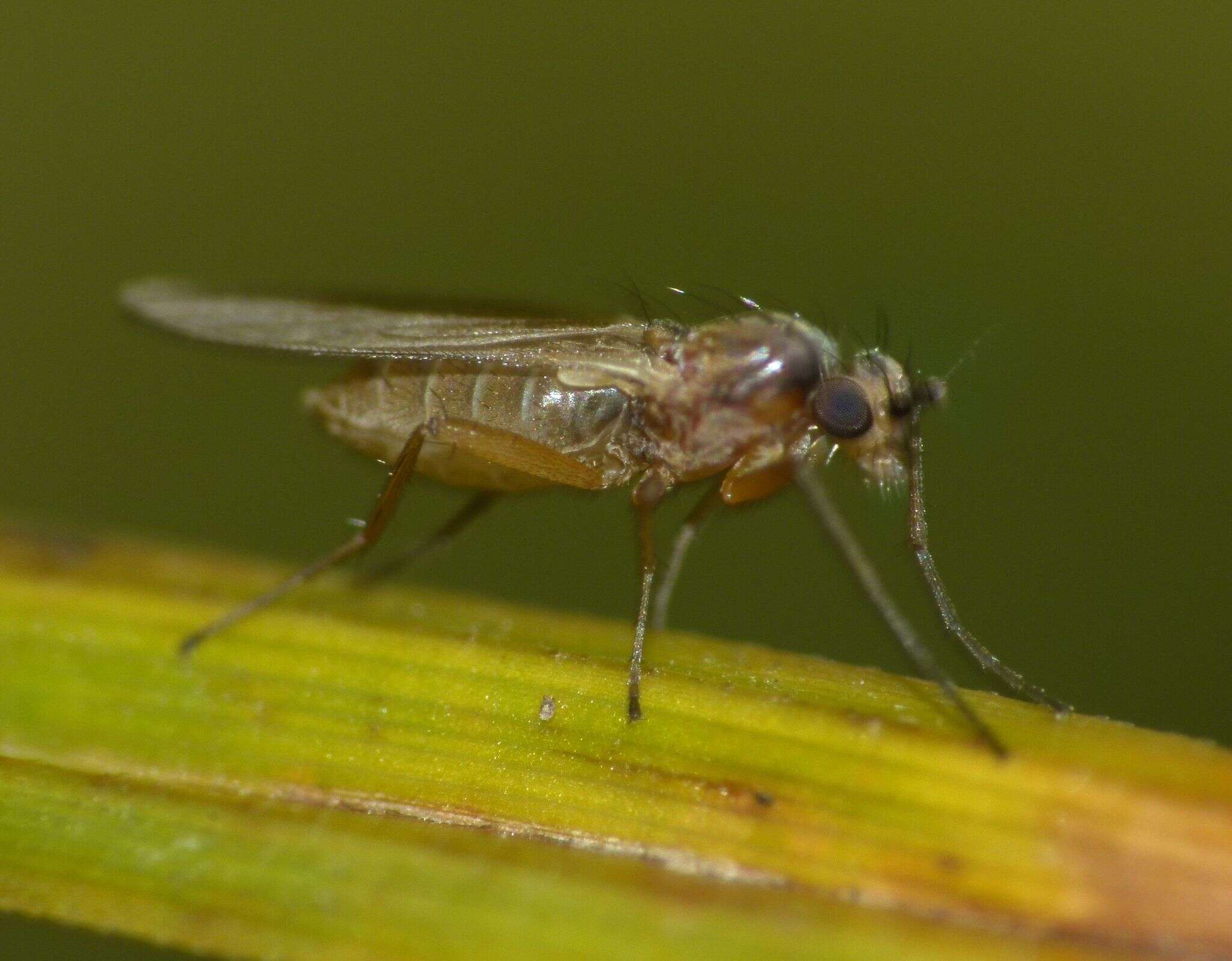 Image of Lonchoptera bifurcata (Fallen 1810)