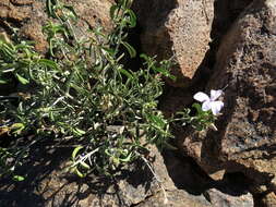 Image of Barleria lancifolia T. Anders.