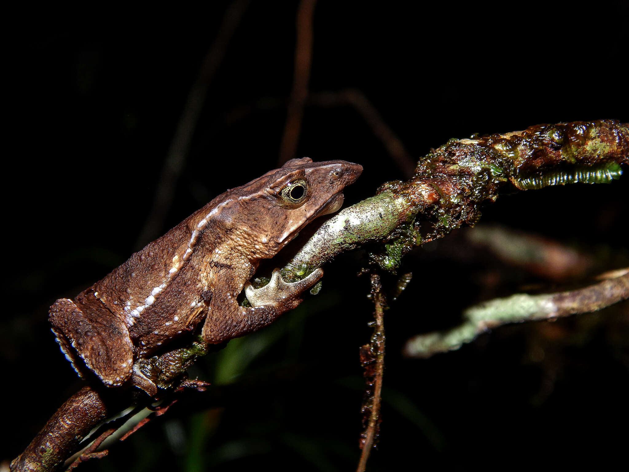 Image of Santa Rita beaked toad