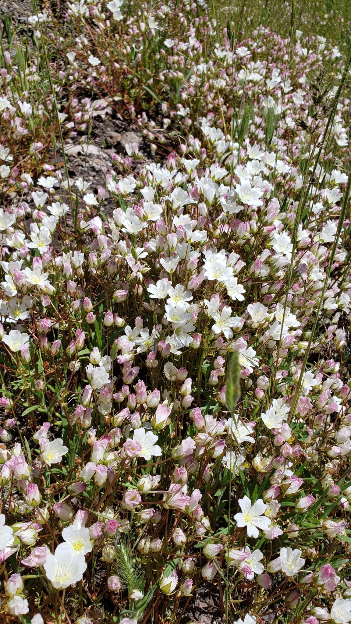 Image of white meadowfoam