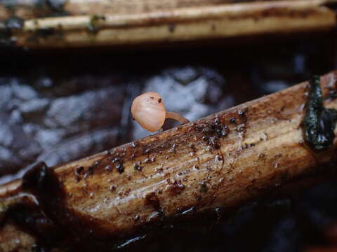 Image of Mycena pterigena (Fr.) P. Kumm. 1871