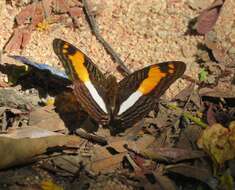 Adelpha boeotia的圖片