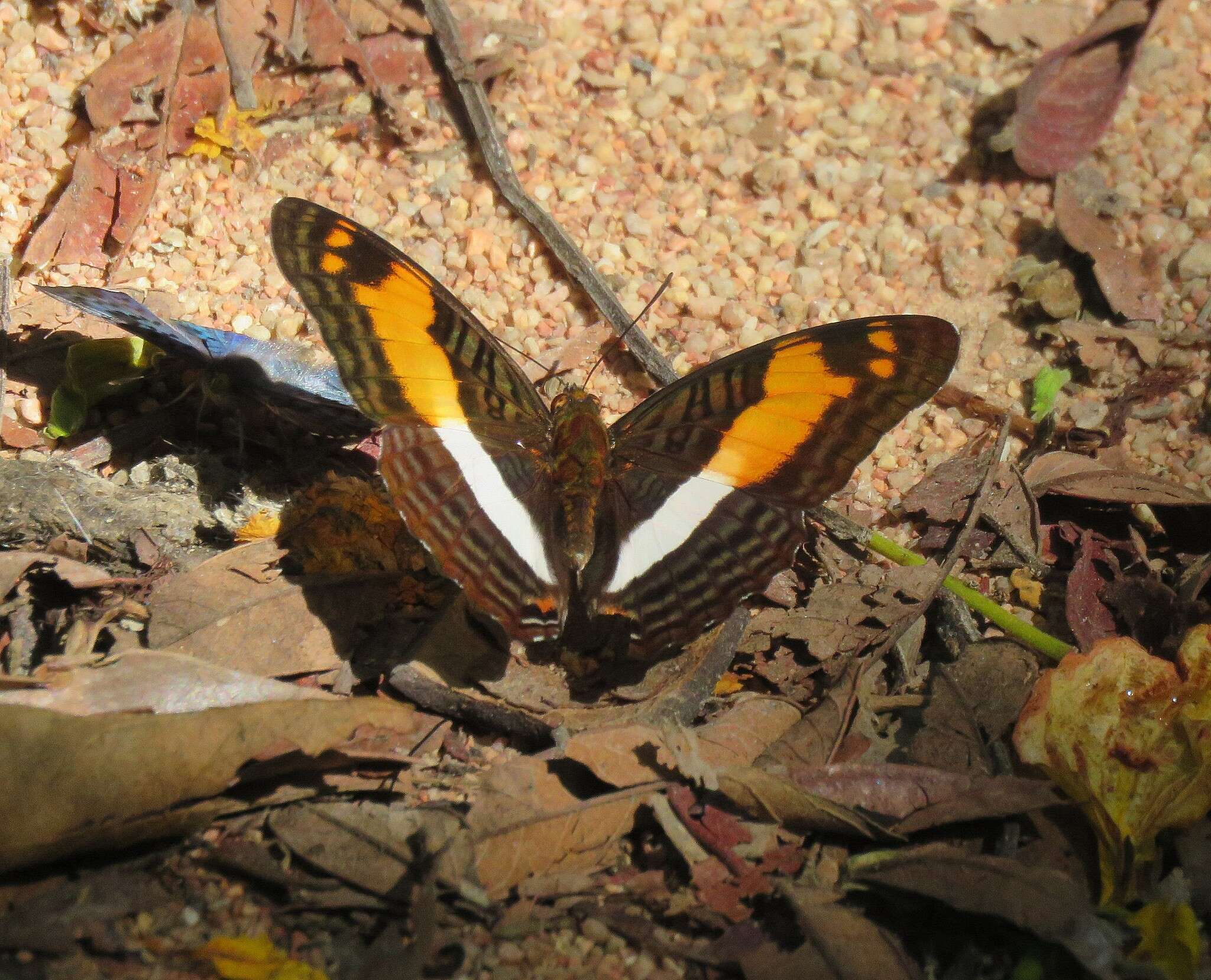 Adelpha boeotia的圖片