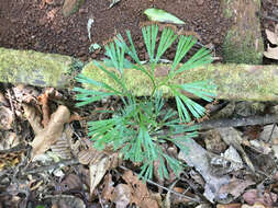 Imagem de Schizaea dichotoma (L.) Sm.