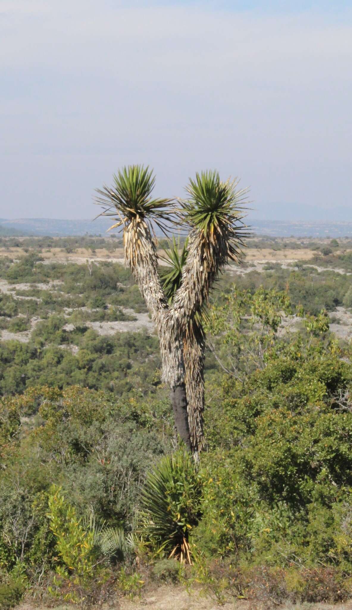 Image of Yucca potosina Rzed.