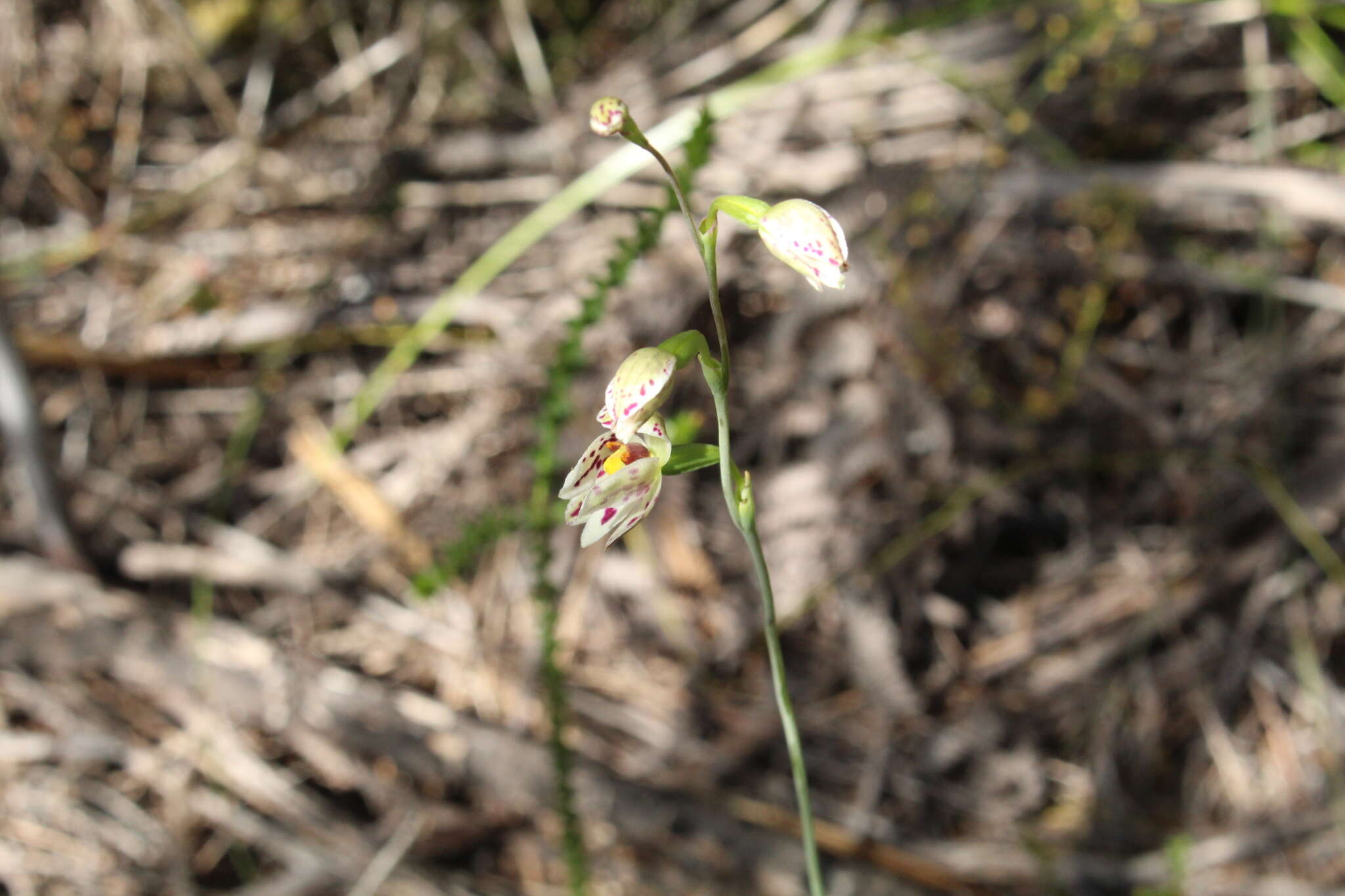 Image of Swamp sun orchid