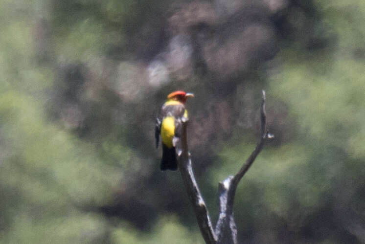 Image of Western Tanager