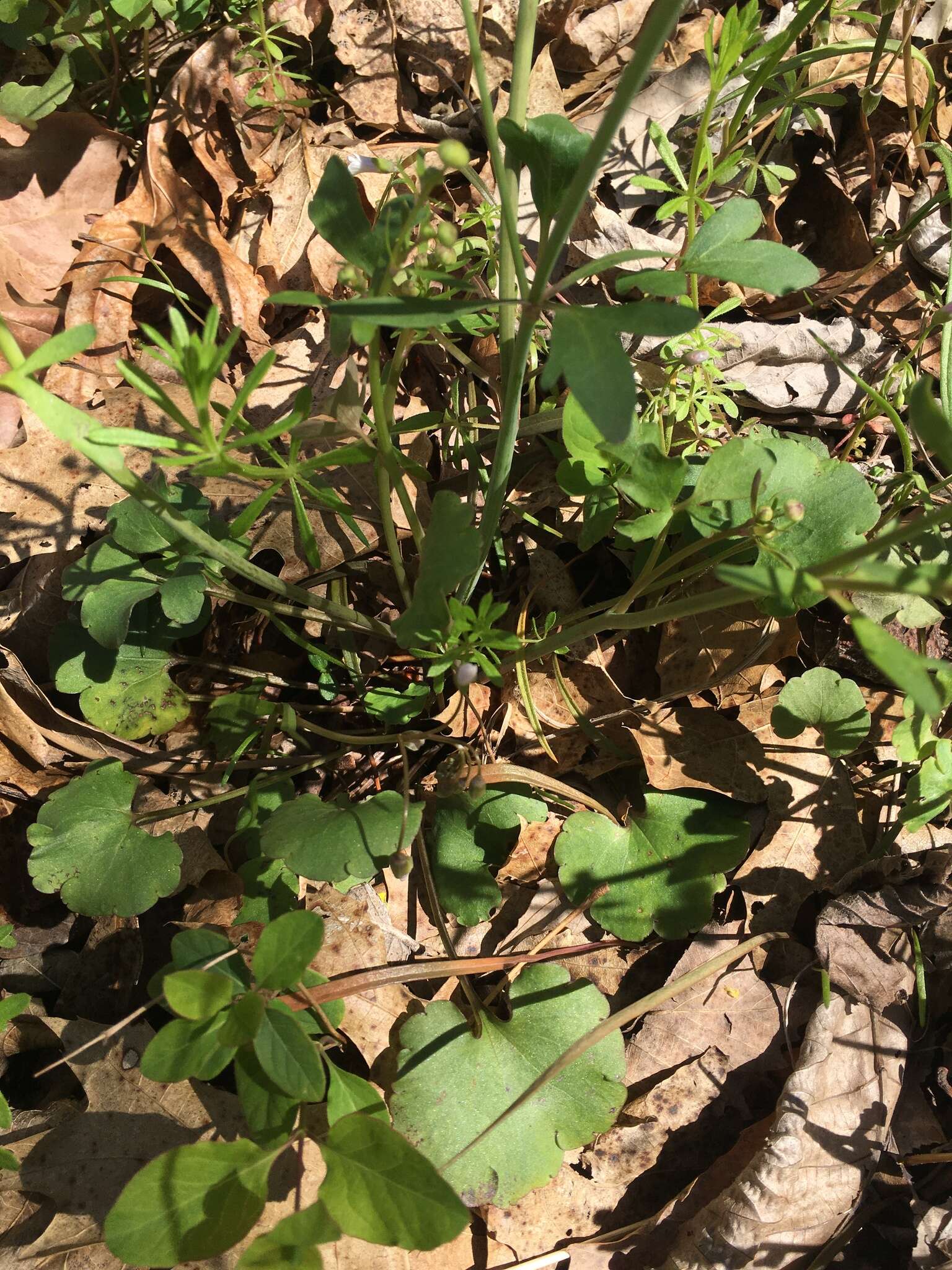 Ranunculus harveyi (A. Gray) Greene的圖片