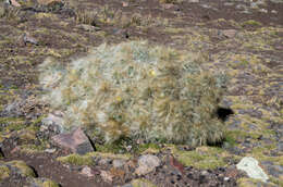 Plancia ëd Austrocylindropuntia floccosa (Salm-Dyck) F. Ritter