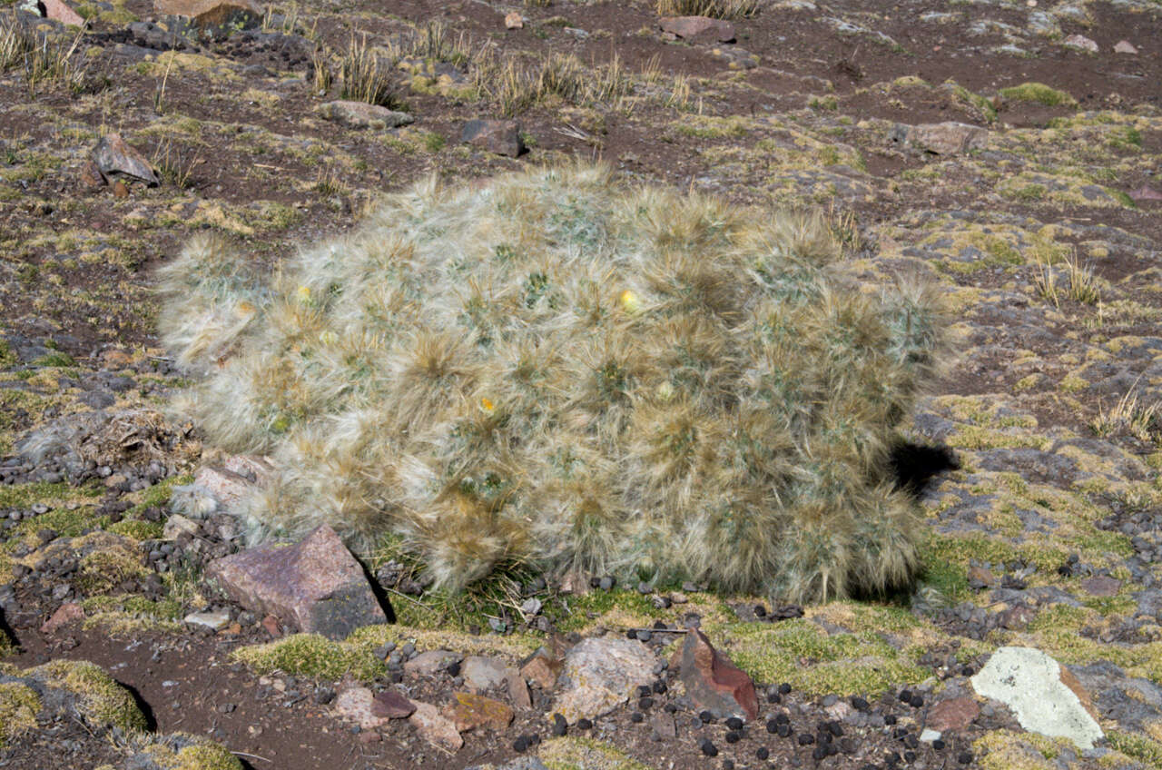 Plancia ëd Austrocylindropuntia floccosa (Salm-Dyck) F. Ritter