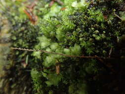 Image of sharpleaf hookeria moss