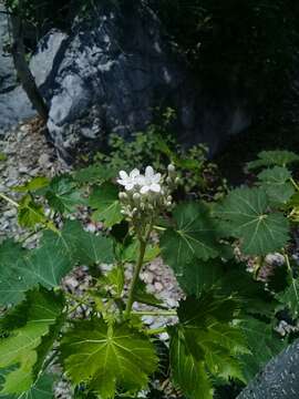 Image de Cnidoscolus rotundifolius (Müll. Arg.) McVaugh