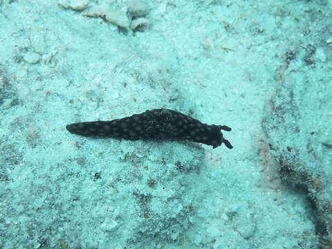 Image of Green spot black slug