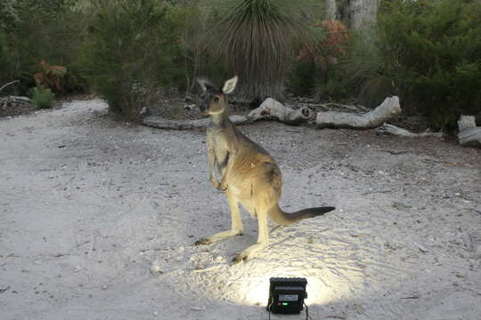 Image of Macropus fuliginosus melanops Gould 1842