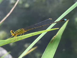 Image of Vesper Bluet