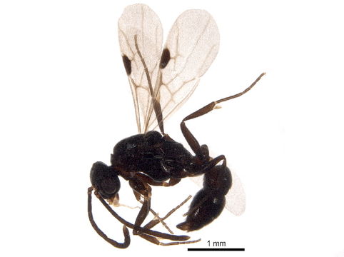 Image of <i>Belonopelta deletrix</i> Mann 1922