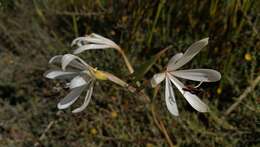 Image of Geissorhiza confusa Goldblatt