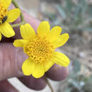 Image of Platyschkuhria integrifolia var. desertorum (M. E. Jones) Ellison