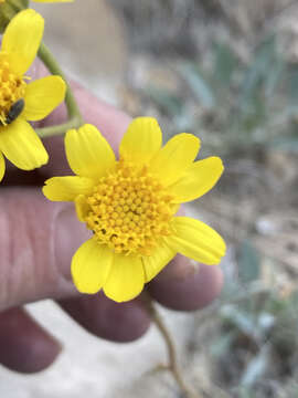 Image of Platyschkuhria integrifolia var. desertorum (M. E. Jones) Ellison