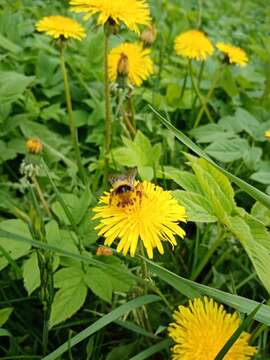 Слика од Bombus semenoviellus Skorikov 1910