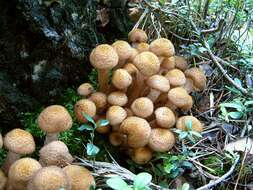 Слика од Armillaria borealis Marxm. & Korhonen 1982