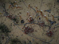 Image of Drosera rechingeri Strid