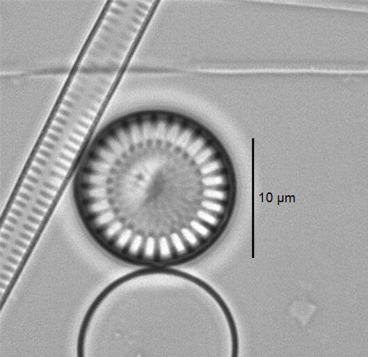 Imagem de Cyclotella meneghiniana