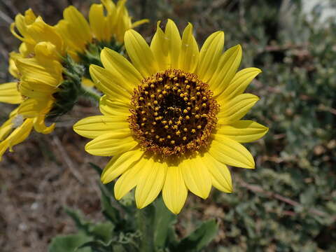 Image of cucumberleaf sunflower