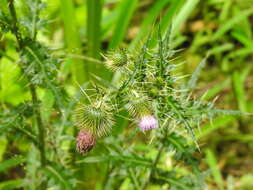 Imagem de Cirsium ferum