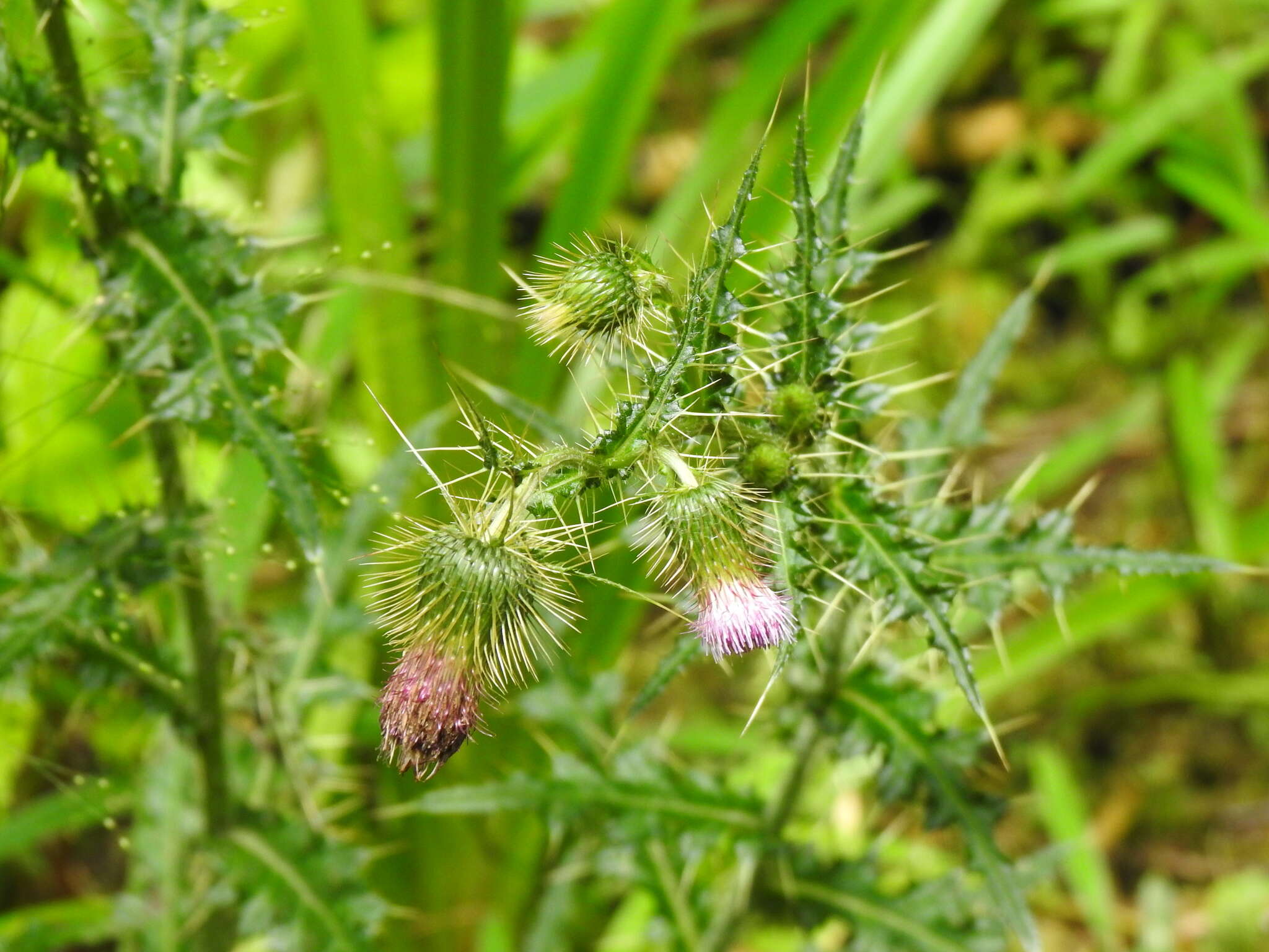 Imagem de Cirsium ferum