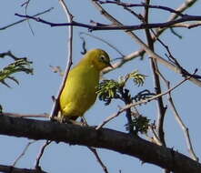 Image of Southern Yellow White-eye