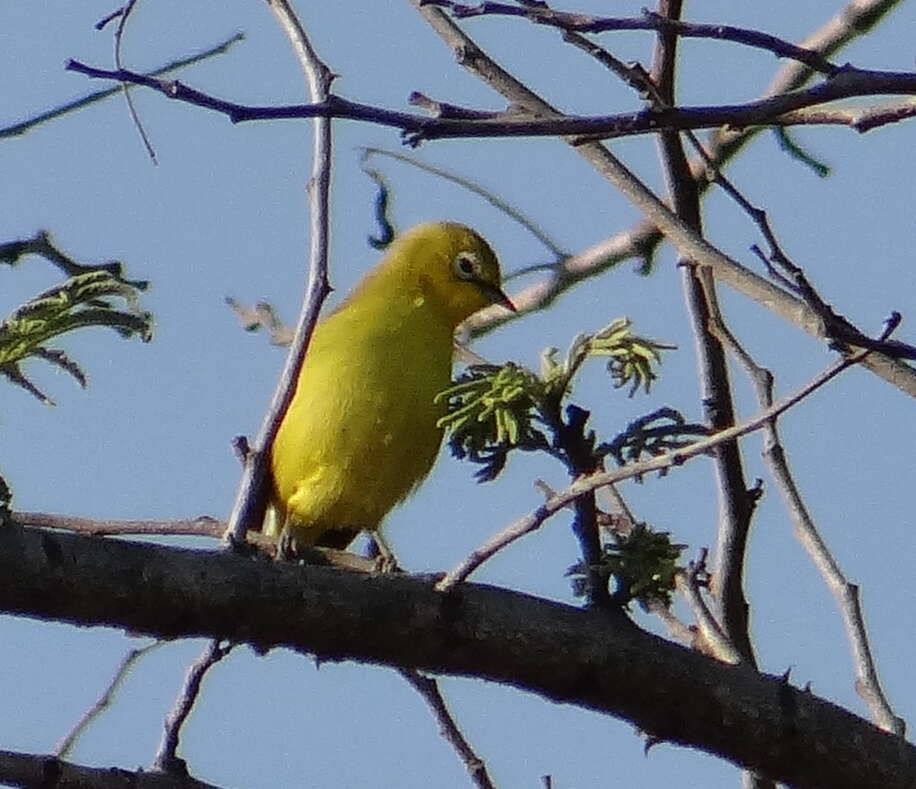 Image of Southern Yellow White-eye