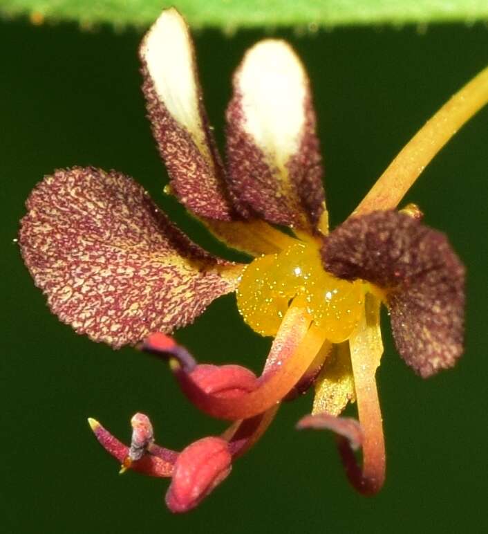 Image of Cleome violacea L.