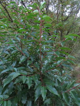 Imagem de Prunus lusitanica subsp. lusitanica