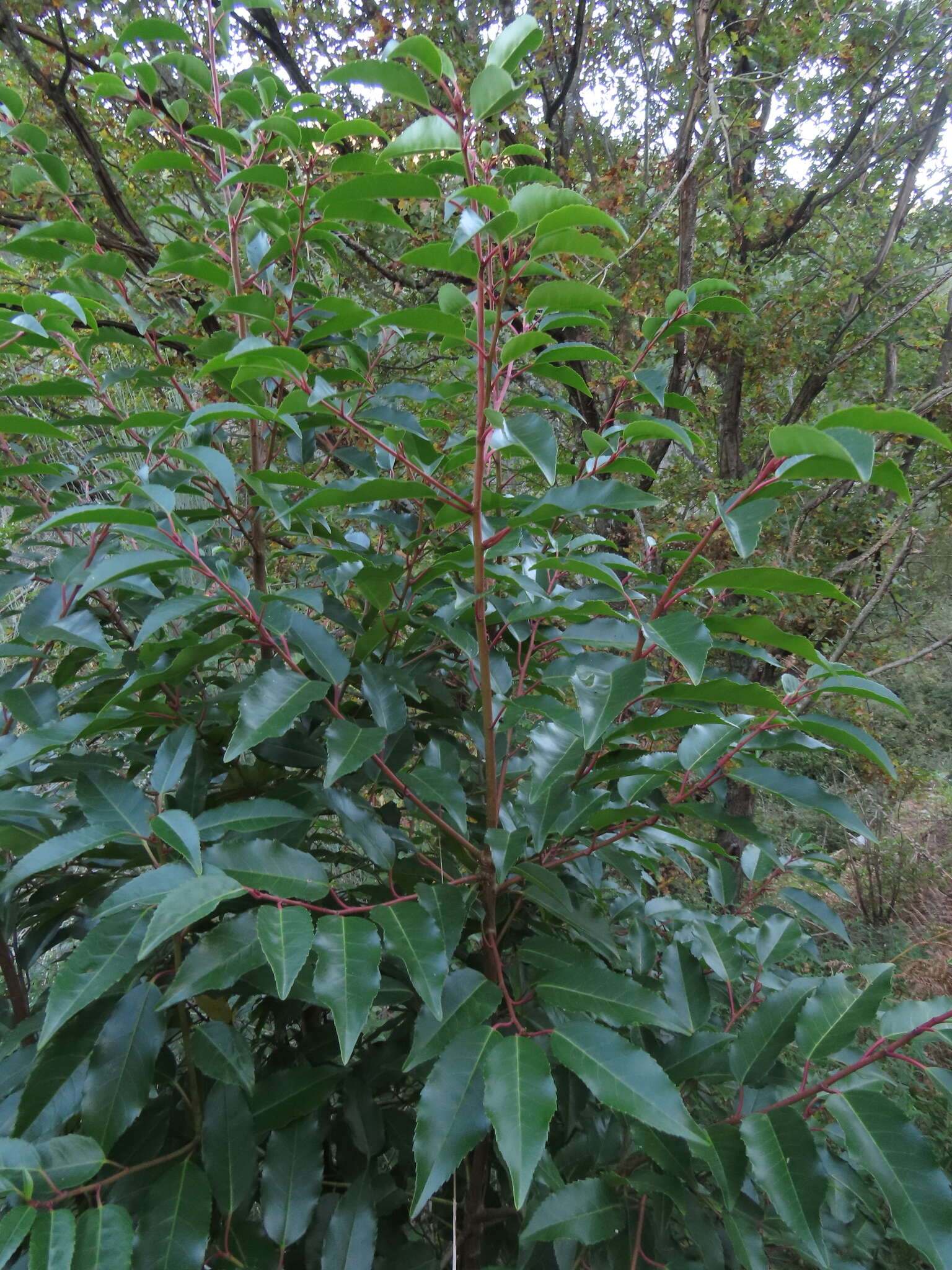 Image of Prunus lusitanica subsp. lusitanica