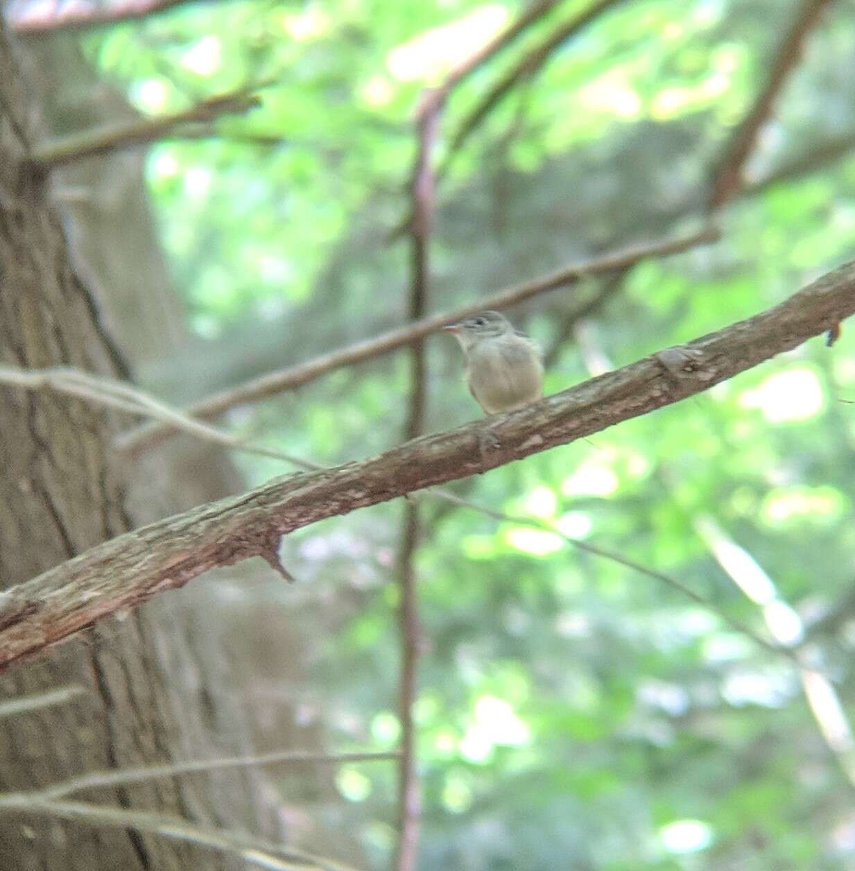 Image of Acadian Flycatcher