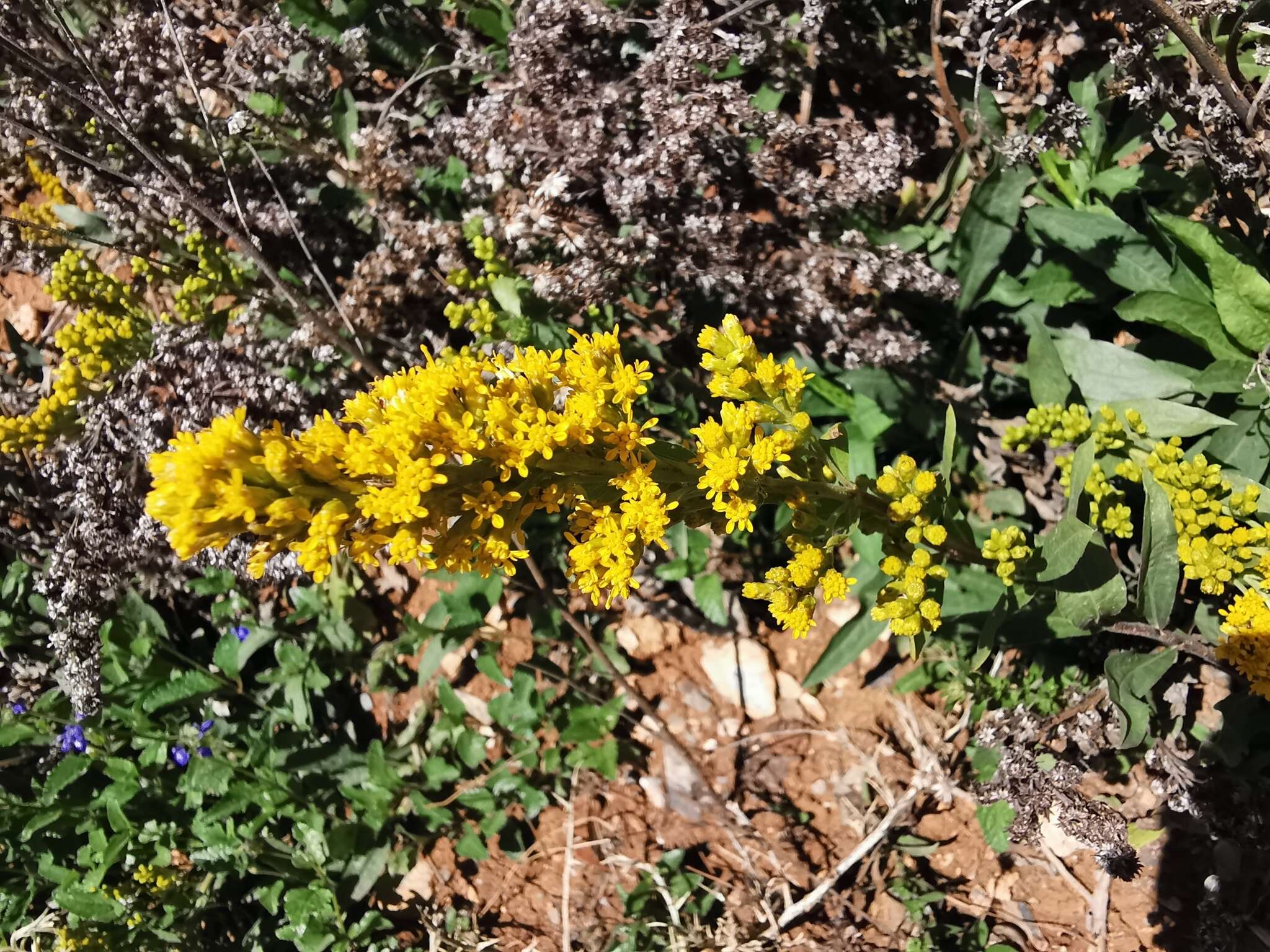 Plancia ëd Solidago hintoniorum G. L. Nesom