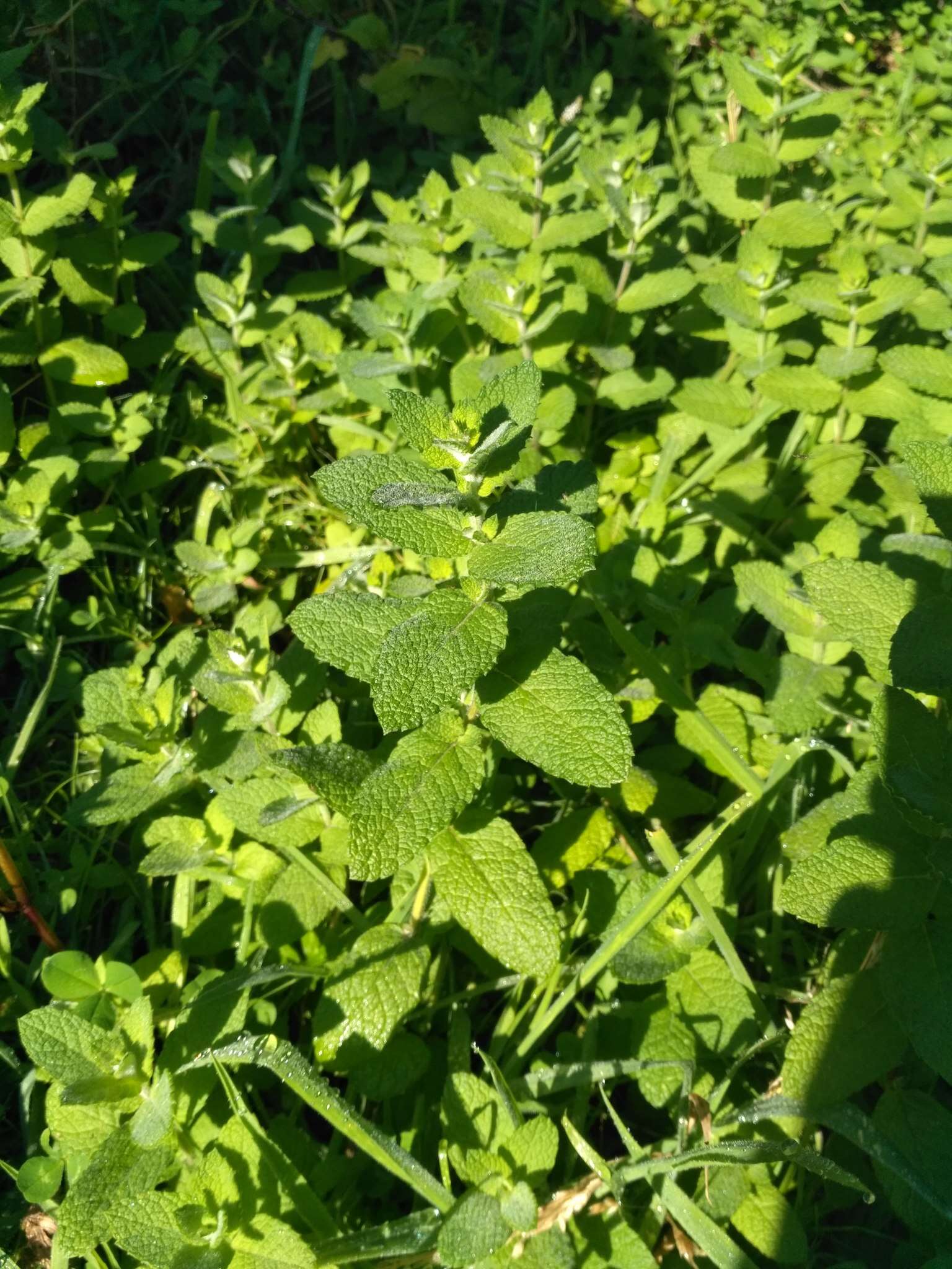 Image of Apple Mint