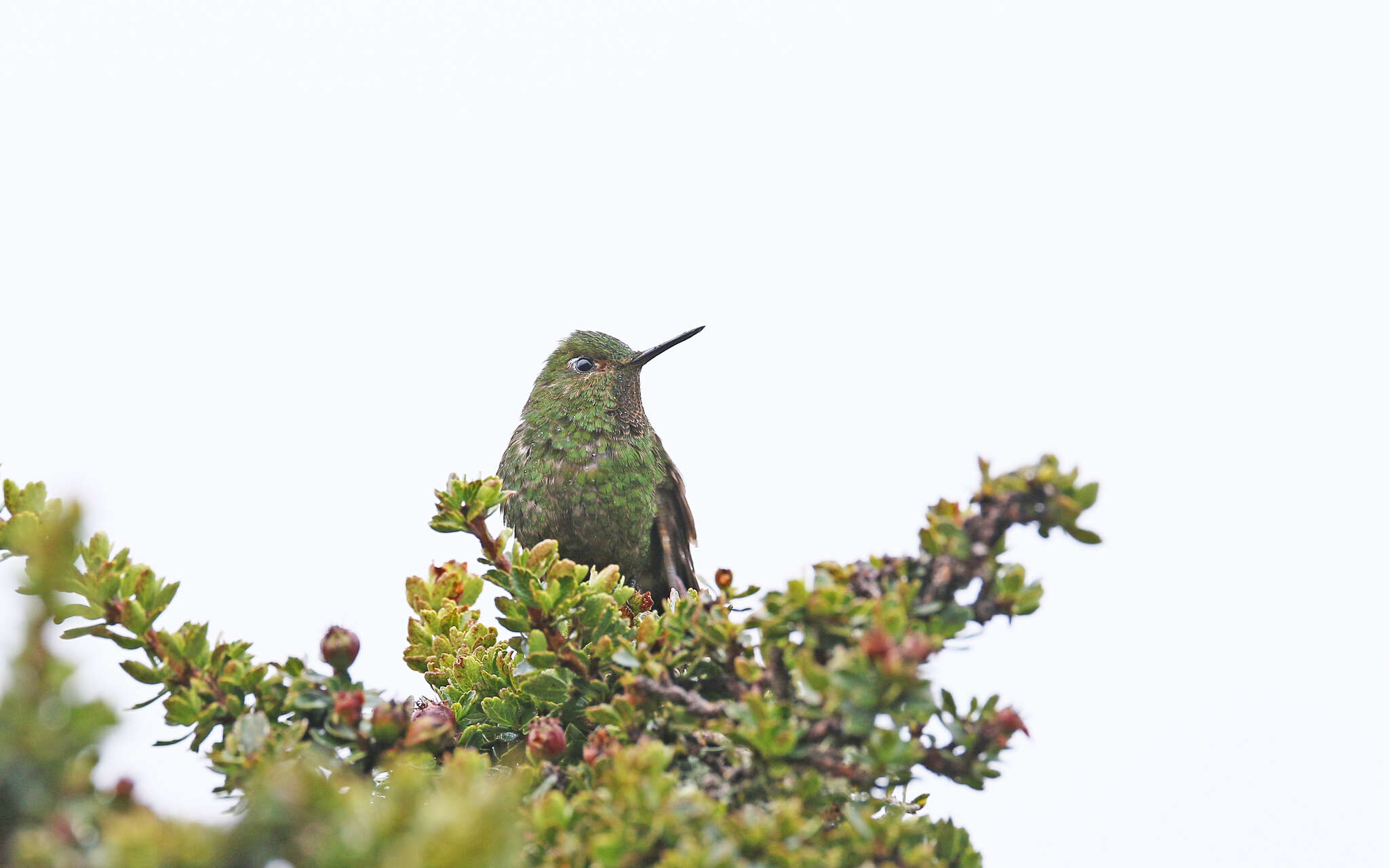 Image of Viridian Metaltail