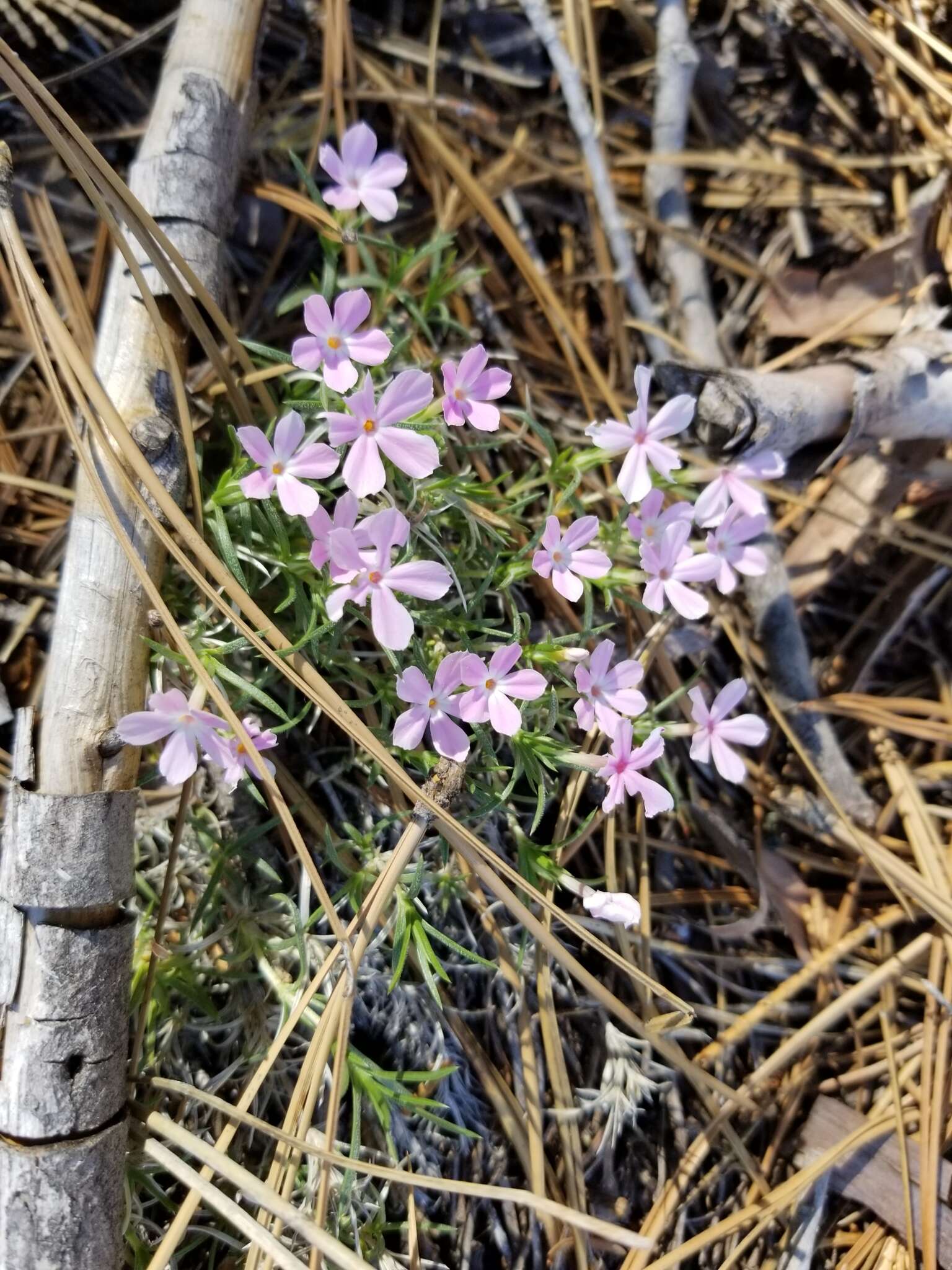 Imagem de Phlox austromontana Coville