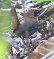 Image of Black-faced Antthrush