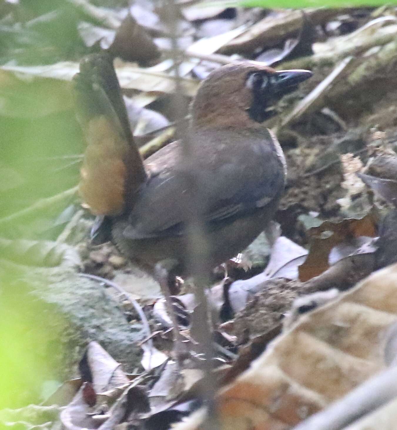 Image of Black-faced Antthrush