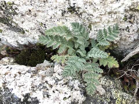 Sivun Chaerophyllum brevipes (Mathias & Constance) K. F. Chung kuva