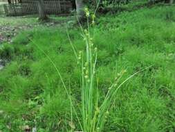 Image of prickly bog sedge