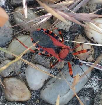 صورة Rhynocoris iracundus (Poda 1761)