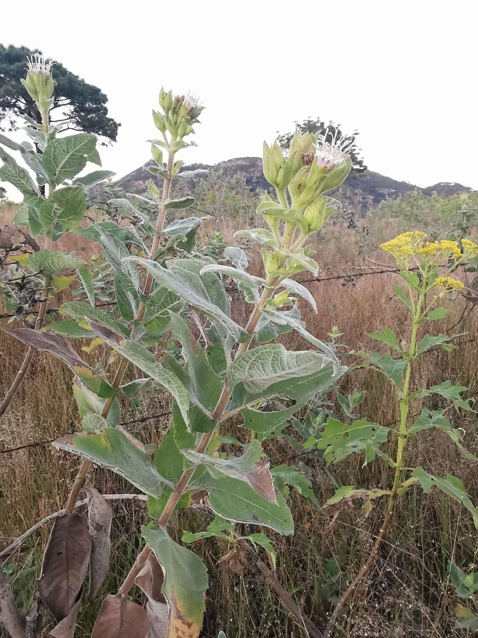 Image of Lagascea helianthifolia Kunth