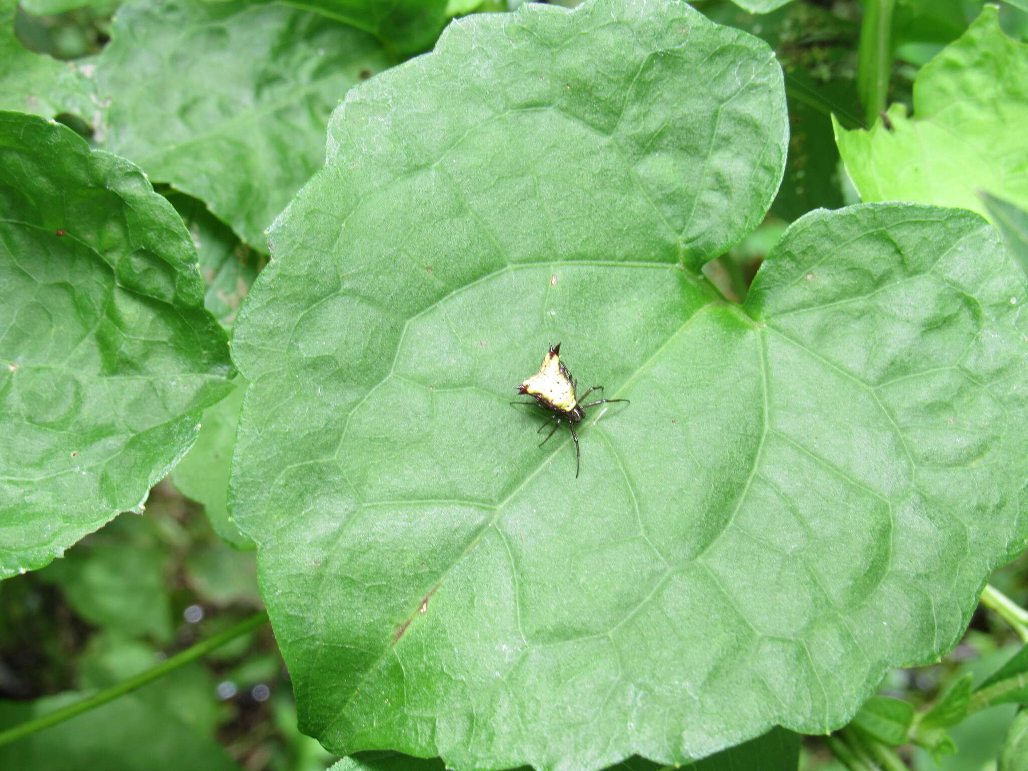 Image of Micrathena furva (Keyserling 1892)