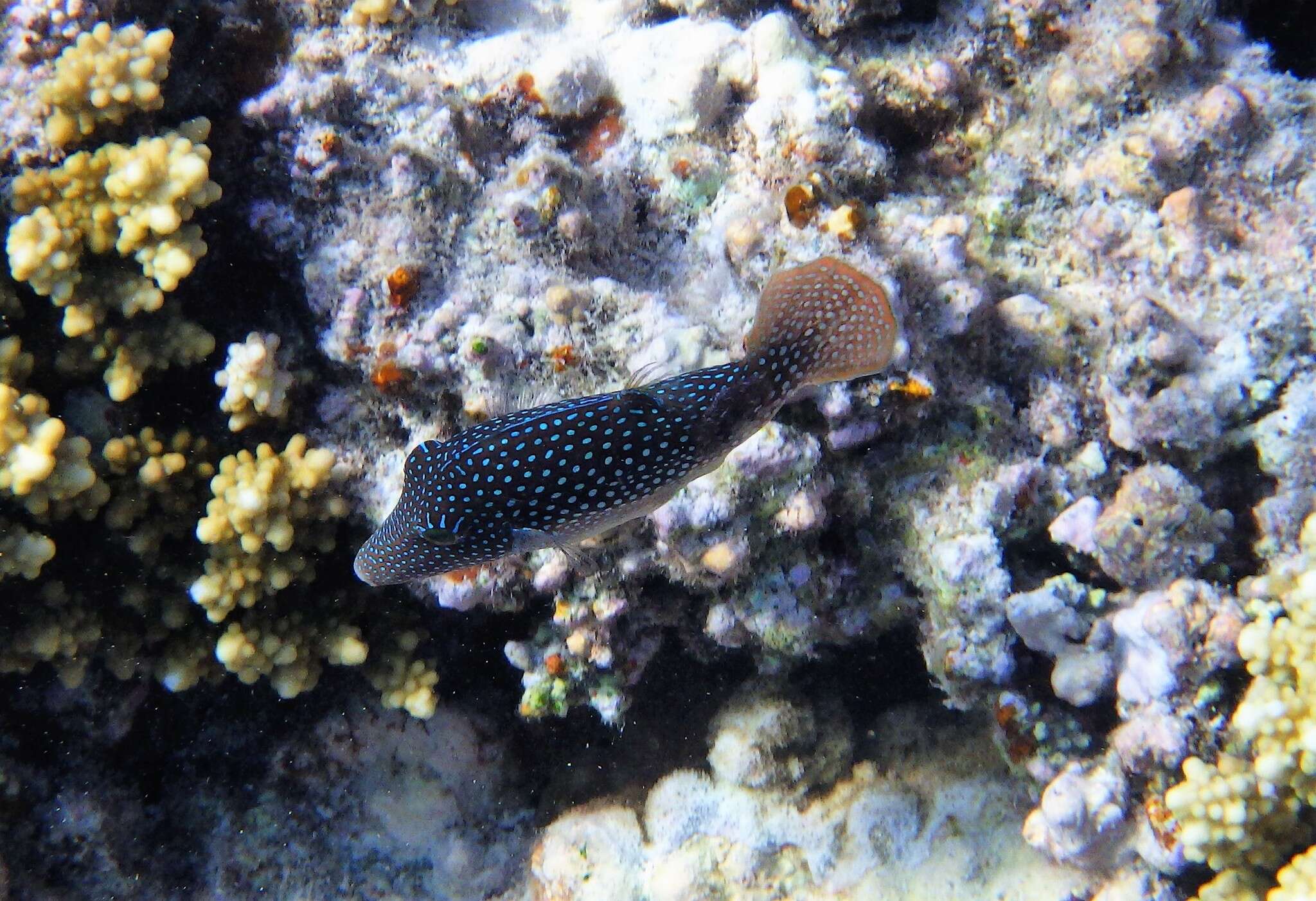 Canthigaster margaritata (Rüppell 1829) resmi