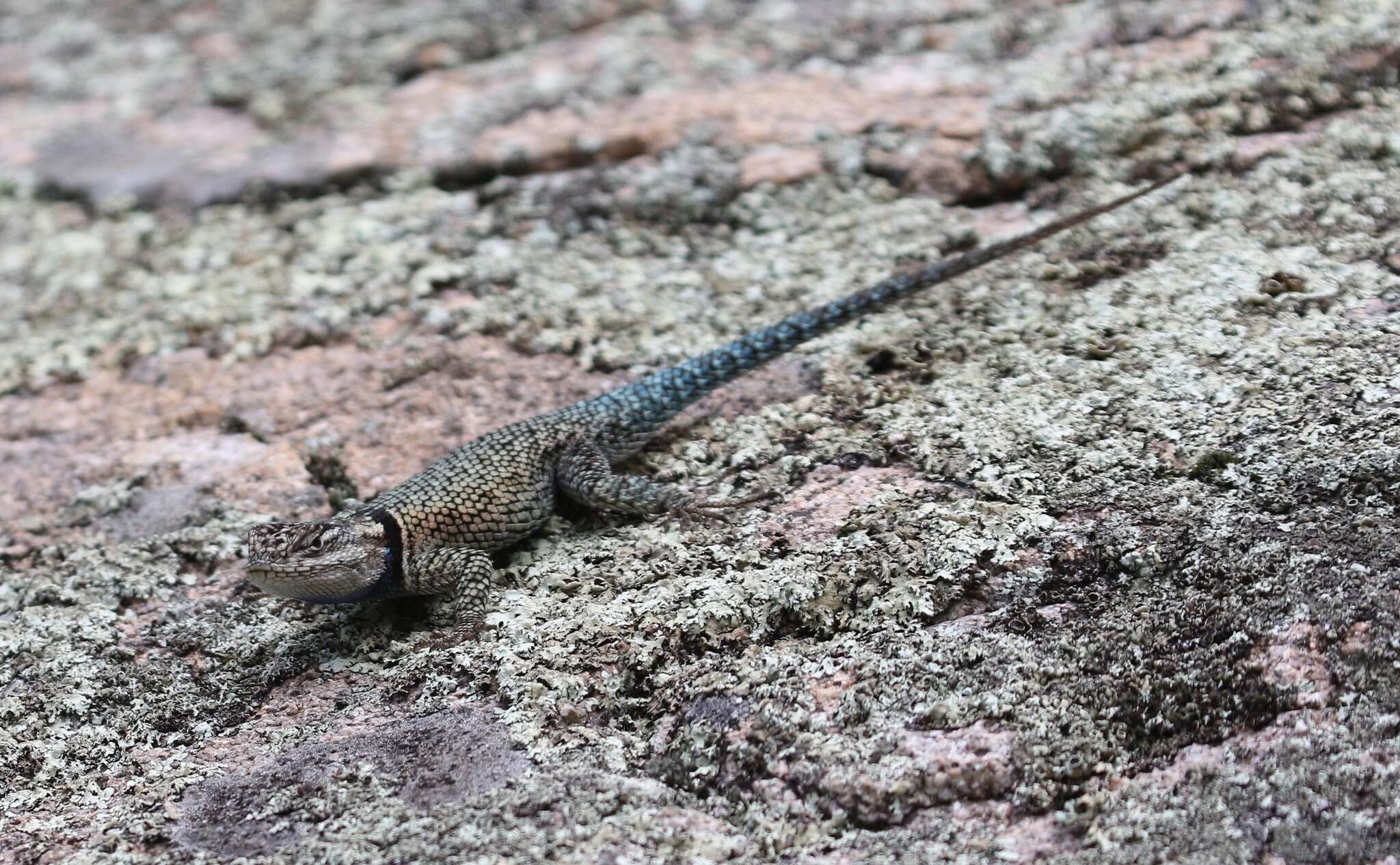 Image of Sceloporus jarrovii jarrovii Cope 1875