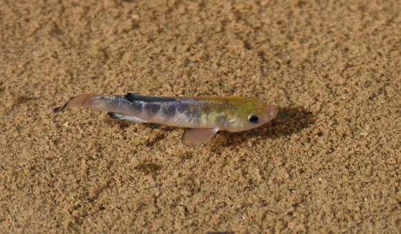 Image of Cottonball Marsh Pupfish